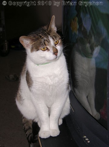 Felines on television