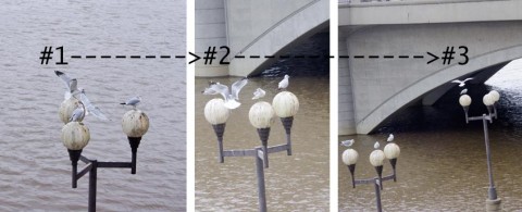 gulls10-01-lights Cycle of Gulls