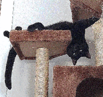 merrick, a black cat, on their cat tree
